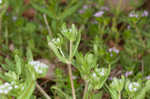 Lewiston cornsalad